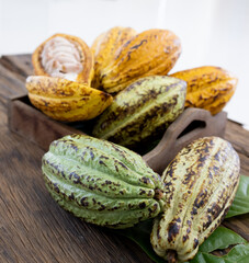 cocoa fruit
