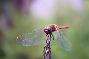red dragonfly on a leaf