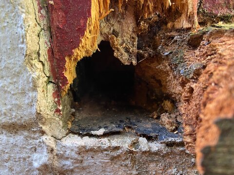 rat hole or mouse hole nest entrance,  in door frame, need pest control