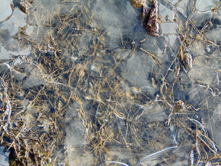 water frozen on the ground