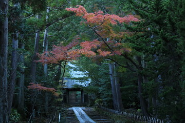 Fototapeta premium 寿福寺の静かな紅葉