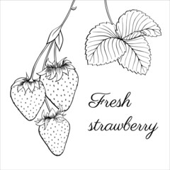 Fresh strawberries on a branch. Set of ripe berry, leaves, plant,  seeds. Outline freehand drawn. Vector illustration isolated on white background. Separate objects. Coloring book page