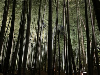 京都・高台寺竹林