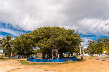 Piękne duże drzewo, baobab oraz kapliczka.
