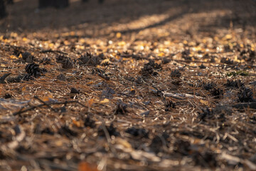  Autumn background in warm colors with sand, cones and pine needles in a pine forest.     Close up of soil