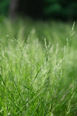Green grass. Nature background 