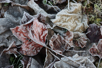 Various leaves covered by frost on winter season in the garden. Winter background on selective focus