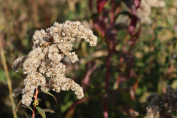 Canadian goldenrod  flowers with seeds on autumn season. Withered  Solidago canadensis flowers