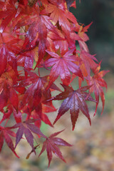 Acer palmatum 