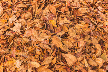 Dry autumn leaves background