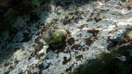 Obraz na płótnie Canvas Southern oyster drill or Redmouthed rocksnail (Stramonita haemastoma) undersea, Aegean Sea, Greece, Halkidiki