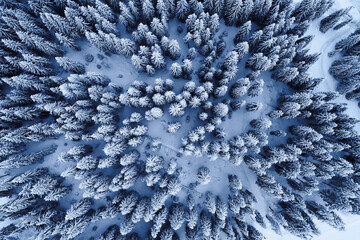 Winter season. Aerial view over an amazing forest with tall trees covered in snow. Freezing landscape.
