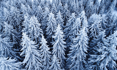 Winter season. Aerial view over an amazing forest with tall trees covered in snow. Freezing landscape.