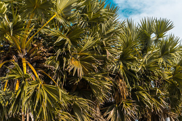 Piękne słoneczne tropikalne tło, zielone liście palm. - obrazy, fototapety, plakaty