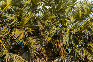 Piękne słoneczne tropikalne tło, zielone liście palm. - obrazy, fototapety, plakaty