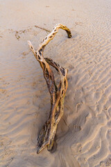 Close of Driftwood in Black and White Photography