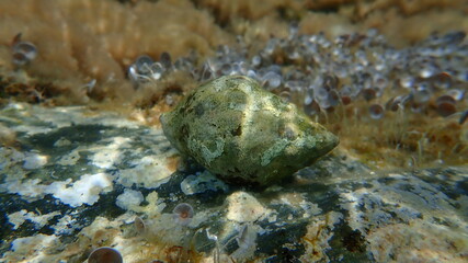 Southern oyster drill or Redmouthed rocksnail (Stramonita haemastoma) undersea, Aegean Sea, Greece, Halkidiki