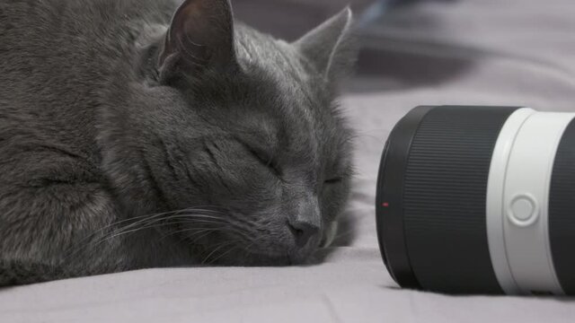 Cat lying in front of the camera telephoto lens, face of big gray cat closeup. High quality 4k footage