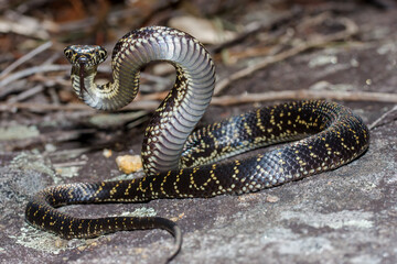 Australian Endangered Broad-headed Snake in defensive stance