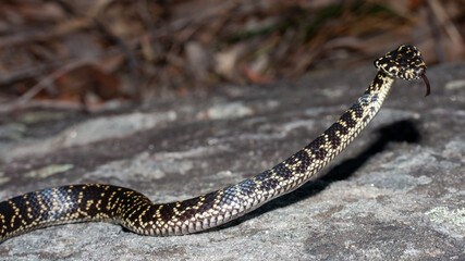 Australian Endangered Broad-headed Snake in defensive stance