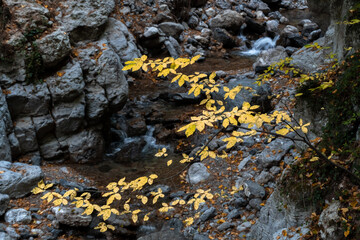 Yellow leaves on a tree branch in a mountain gorge