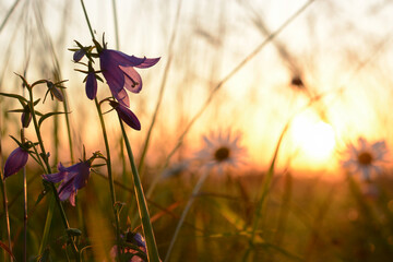 Wildflowers at sunset on a greeting card for women on March 8