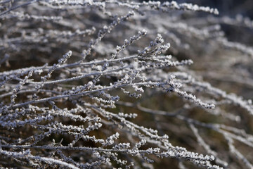 The grass was covered with frost on a cold winter morning.