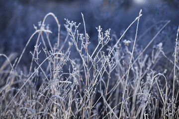 Tall grass in a field covered with frost on a cold winter morning