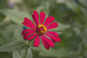 Obraz premium zinnia flower in the garden