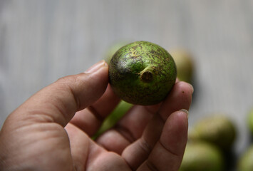 Pometia pinnata, with common names including matoa, taun tree, island lychee, tava, Pacific lychee is a large tropical hardwood and fruit tree species,  of the plant family Sapindaceae.