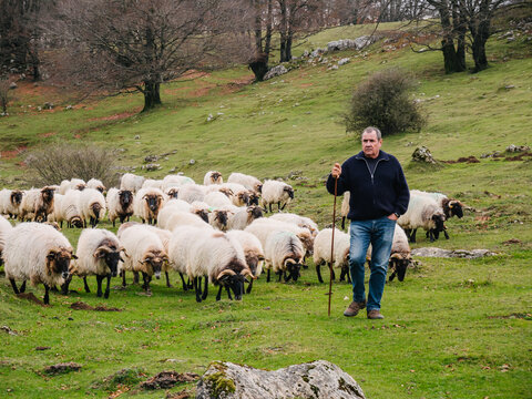 Serious male owner standing near sheep flock pasturing in nature
