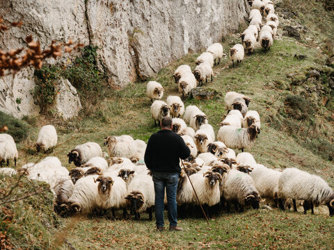 Anonymous male owner standing near sheep flock pasturing in mountains