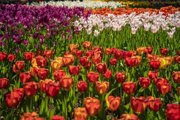 茨城県・国営ひたち海浜公園のチューリップ畑【Tulip Flower Garden】
