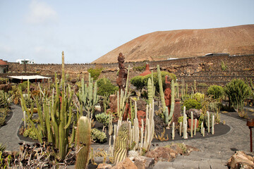 Beautiful panoramic view of the cactus garden in Lanzarote,