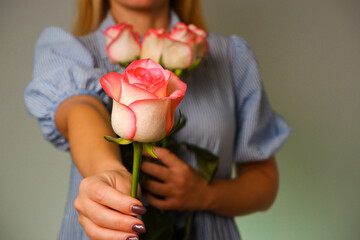 Woman in blue dress gives the man a delicate pink Rose Flower. Close-up view of hands with a rose. Romance, love. Hands Giving Rose To Man