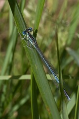 blue dragonfly on a green leaf