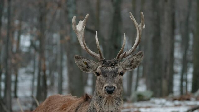 Wild Deer In The Woods Of Parc Omega in Montebello, Quebec Canada - close up shot