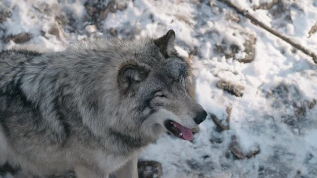 Close Up Of Gray Wolf Yawning In Parc Omega, Canada.