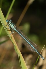 blue dragonfly on a green leaf