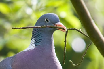 Pigeon in a tree