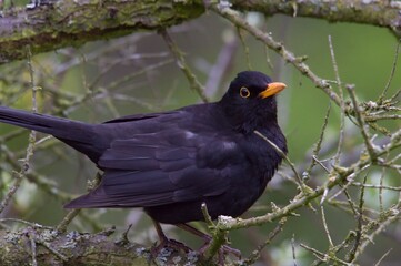 blackbird on a branch