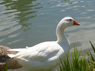 el cisne