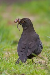 Blackbird on the grass