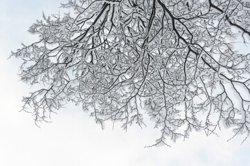 Arbre enneigé à Ushuaia