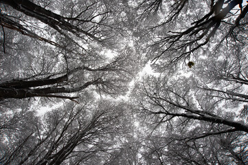 Forêt enneigée à Ushuaia