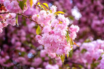 Beautiful wallpaper with pink flowers, blossoming of sakura (japanese cherry) in spring sunny garden, natural floral background