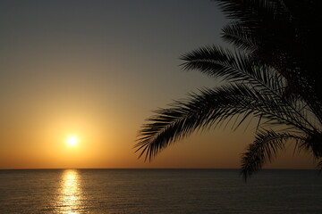 Fototapeta na wymiar palm leaves, sea and sun