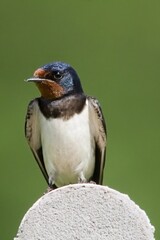 Swallow
