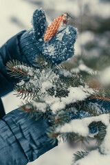 Pine cone in hands, dressed in blue woolen mittens