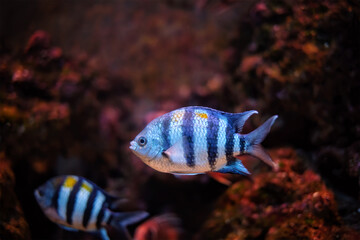 Indo-Pacific sergeant Abudefduf vaigiensis fish